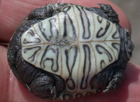 Diamond-backed Terrapin